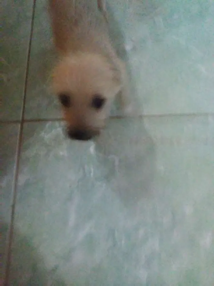 Cachorro ra a  idade 2 a 6 meses nome Bbs