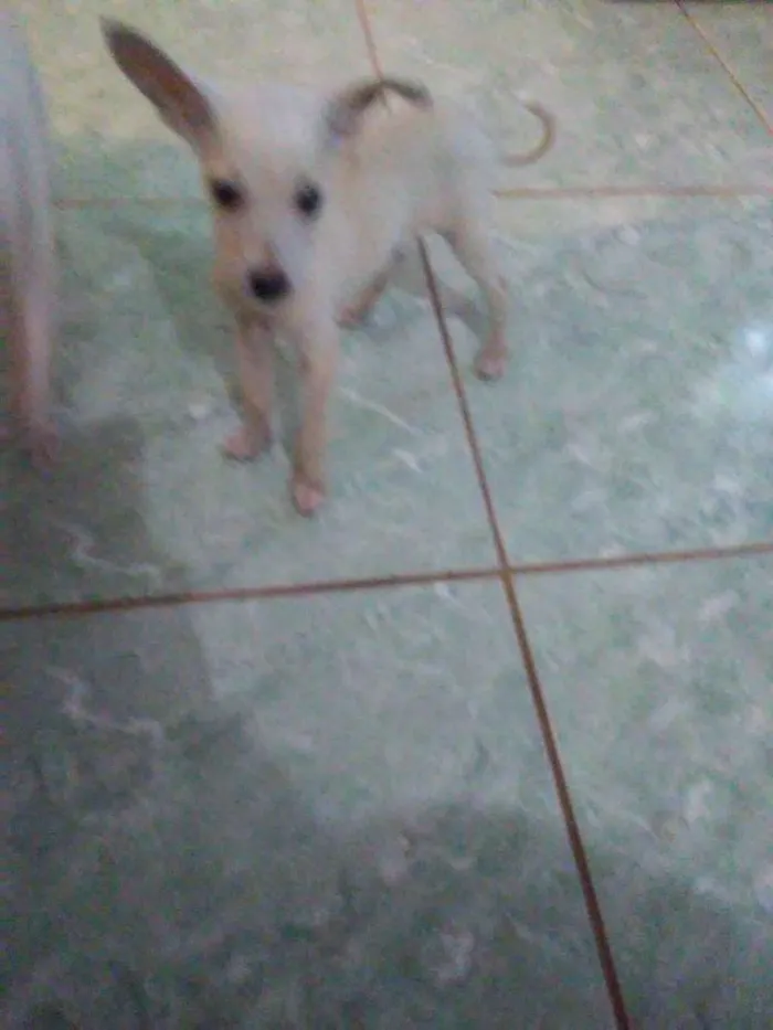 Cachorro ra a  idade 2 a 6 meses nome Bbs