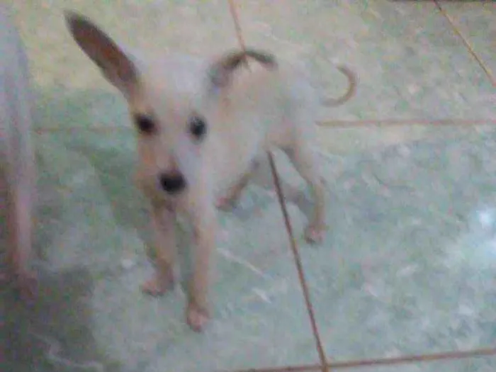 Cachorro ra a  idade 2 a 6 meses nome Bbs