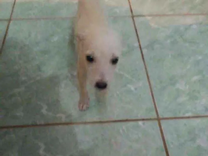 Cachorro ra a  idade 2 a 6 meses nome Bbs