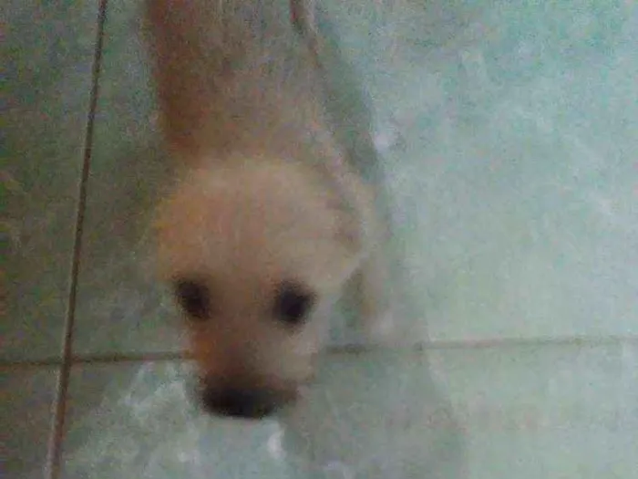 Cachorro ra a  idade 2 a 6 meses nome Bbs