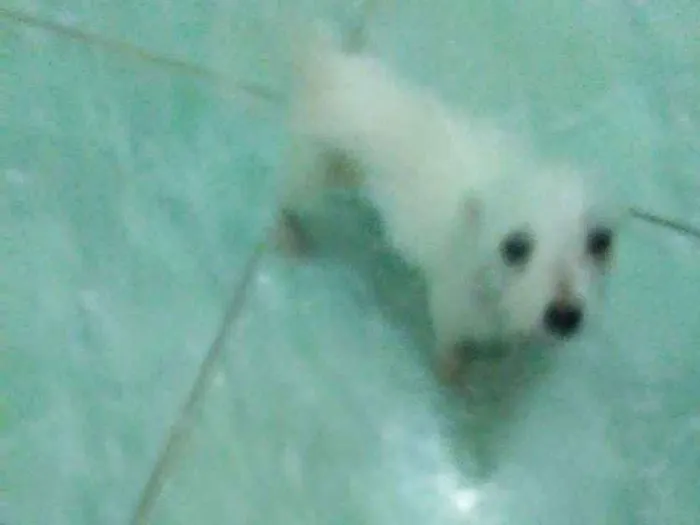 Cachorro ra a  idade 2 a 6 meses nome Bbs