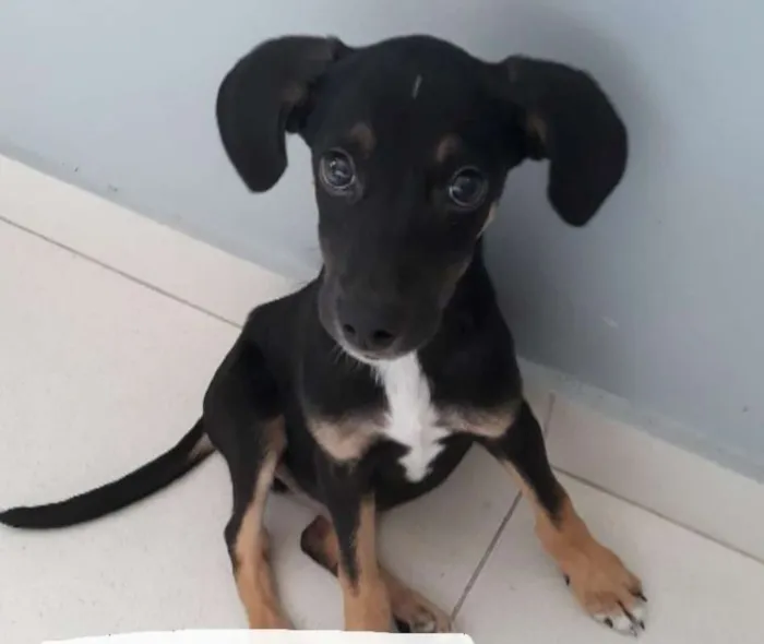 Cachorro ra a NÃO DEFINIDA idade 2 a 6 meses nome Rocky