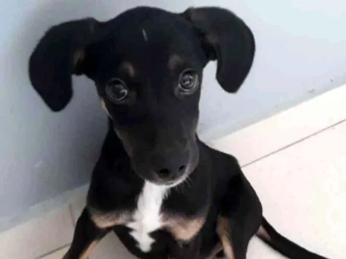 Cachorro ra a NÃO DEFINIDA idade 2 a 6 meses nome Rocky