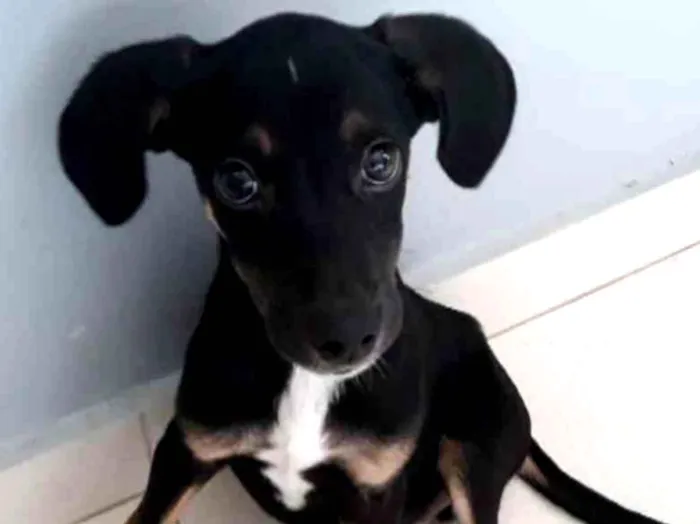 Cachorro ra a NÃO DEFINIDA idade 2 a 6 meses nome Rocky