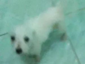 Cachorro raça  idade 2 a 6 meses nome Bbs