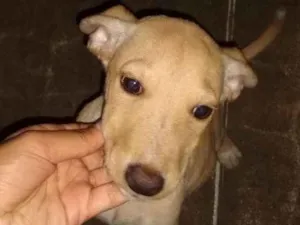 Cachorro raça Vira-lata com labrador idade 2 a 6 meses nome Princesa
