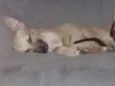 Fujona e Chorona