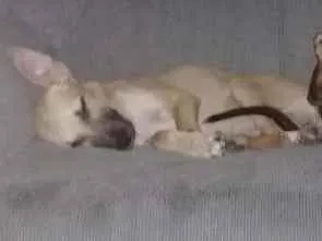 Cachorro ra a Pitbull misturada com viralata idade Abaixo de 2 meses nome Fujona e Chorona
