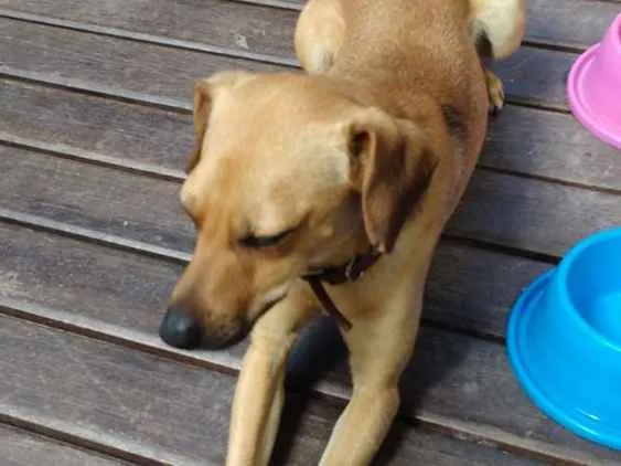 Cachorro ra a Sem raça definida idade 2 anos nome Champ