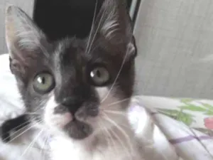 Gato raça Vira lata  idade 2 a 6 meses nome Theo