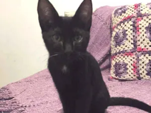 Gato raça SRD idade 2 a 6 meses nome Lilith