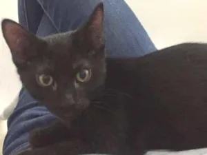 Cachorro raça SRD idade 2 a 6 meses nome Lorenzo