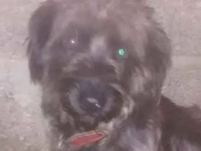 Cachorro ra a Poodle idade 2 anos nome Apuk