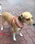 Estrela 