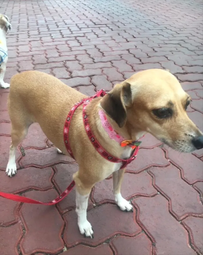 Cachorro ra a SRD idade 3 anos nome Estrela 