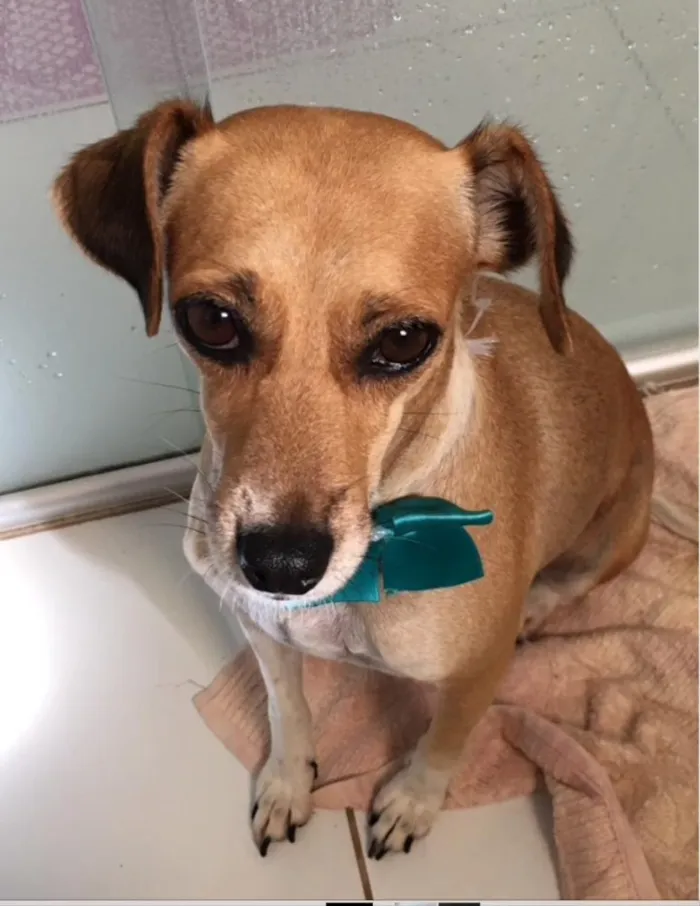 Cachorro ra a SRD idade 3 anos nome Estrela 