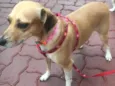 Estrela 