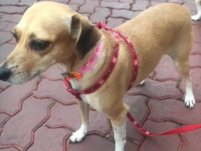 Cachorro ra a SRD idade 3 anos nome Estrela 