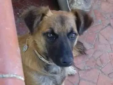 Cachorro ra a Srd idade 7 a 11 meses nome Mexirica