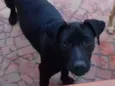 Ameixa