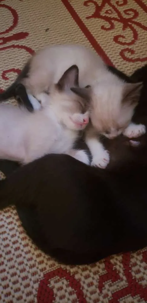 Gato ra a Vira lata idade Abaixo de 2 meses nome Filhotinho
