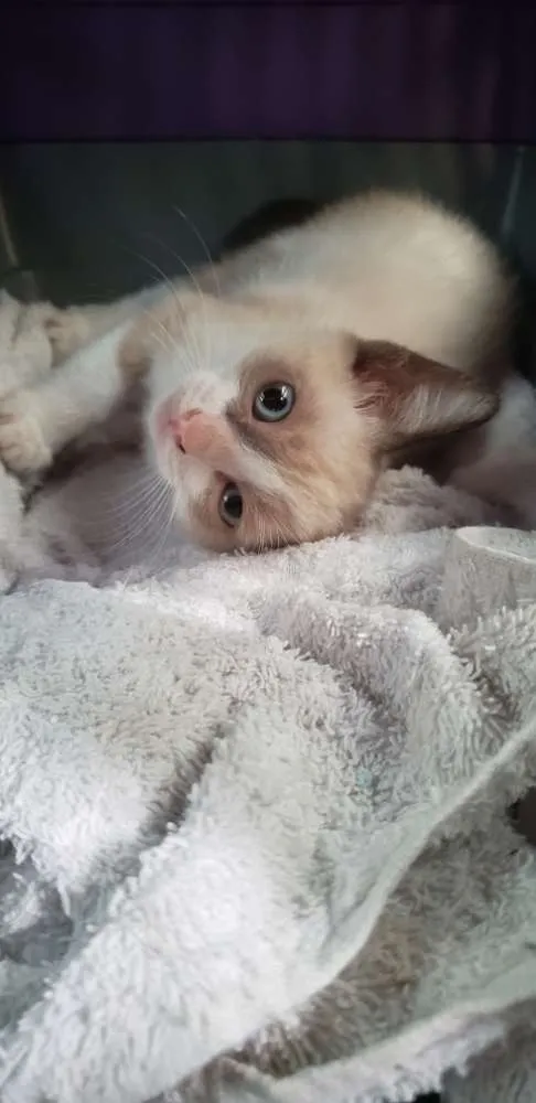 Gato ra a Vira lata idade Abaixo de 2 meses nome Filhotinho