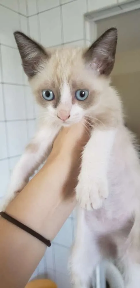 Gato ra a Vira lata idade Abaixo de 2 meses nome Filhotinho