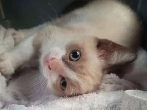Gato ra a Vira lata idade Abaixo de 2 meses nome Filhotinho