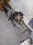 Tedy