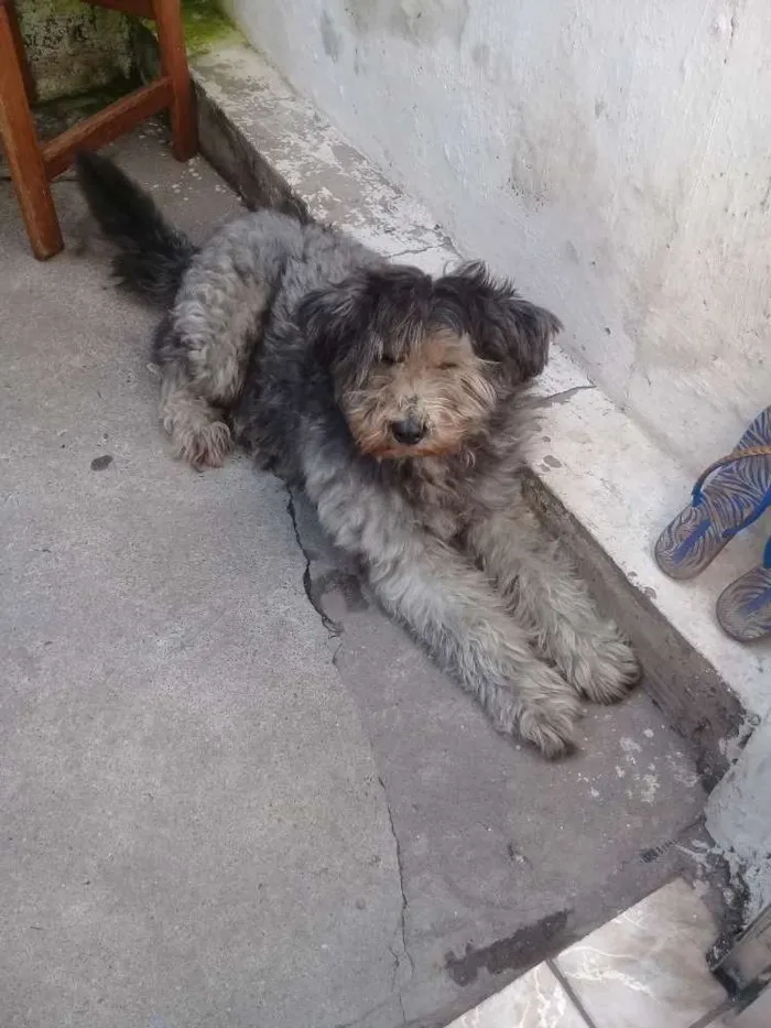 Cachorro ra a Indefinida idade 3 anos nome Tedy
