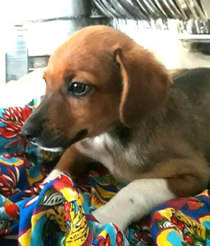 Cachorro ra a  idade 2 a 6 meses nome Babú ( filhote )