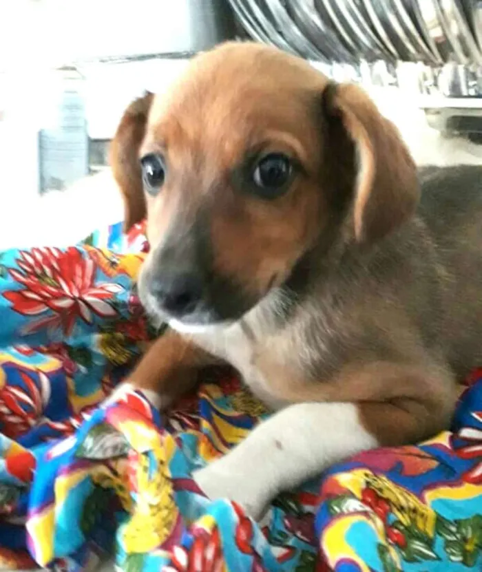 Cachorro ra a  idade 2 a 6 meses nome Babú ( filhote )