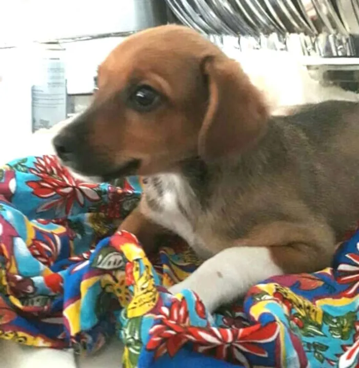 Cachorro ra a  idade 2 a 6 meses nome Babú ( filhote )