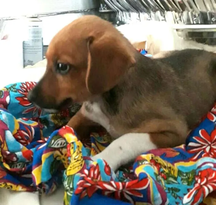 Cachorro ra a  idade 2 a 6 meses nome Babú ( filhote )