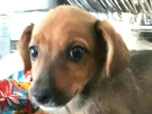 Cachorro raça  idade 2 a 6 meses nome Babú ( filhote )