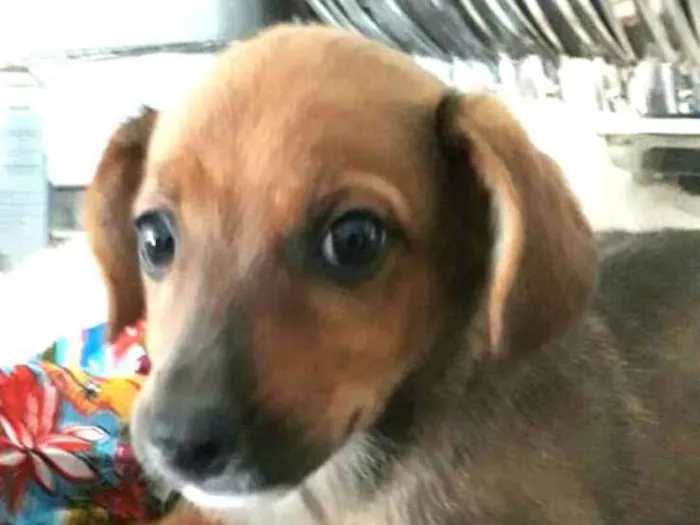 Cachorro ra a  idade 2 a 6 meses nome Babú ( filhote )