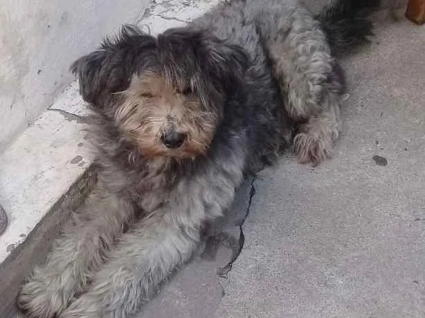 Cachorro ra a Indefinida idade 3 anos nome Tedy