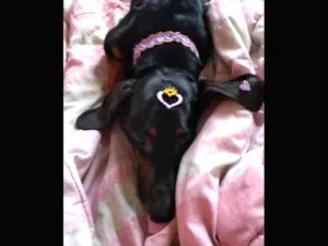 Cachorro raça Dashround idade 6 ou mais anos nome Jolie