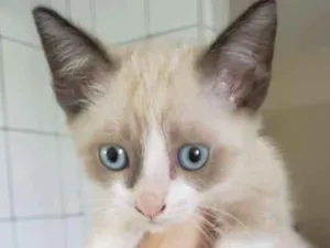 Gato raça Vira lata idade Abaixo de 2 meses nome Filhotinho