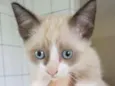 Filhotinho