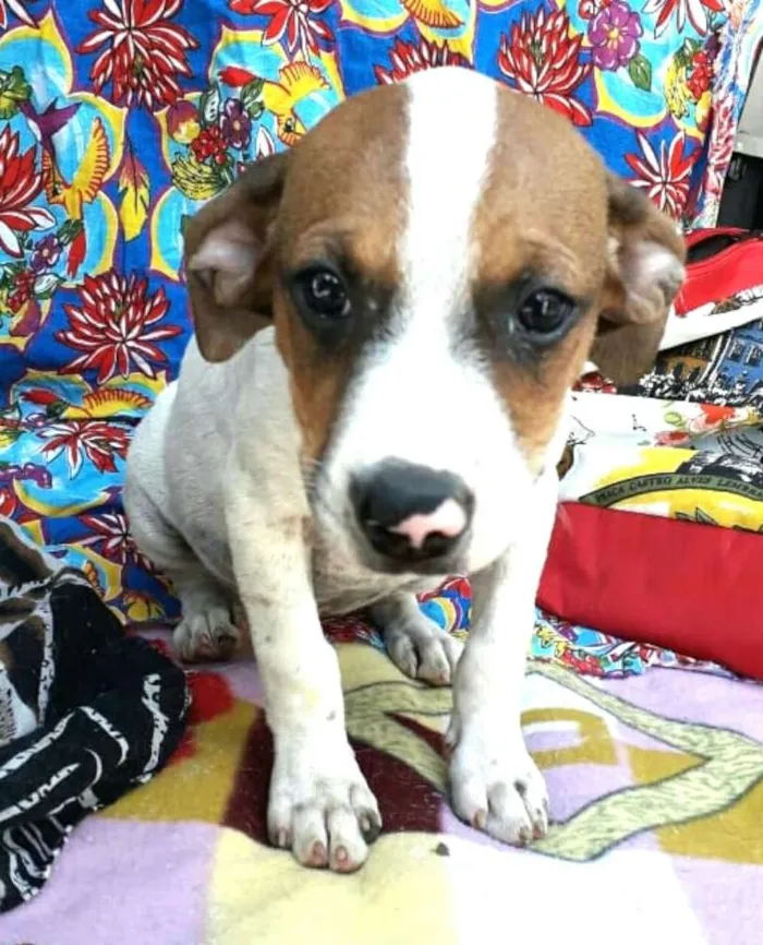 Cachorro ra a  idade 2 a 6 meses nome Filhotes Val