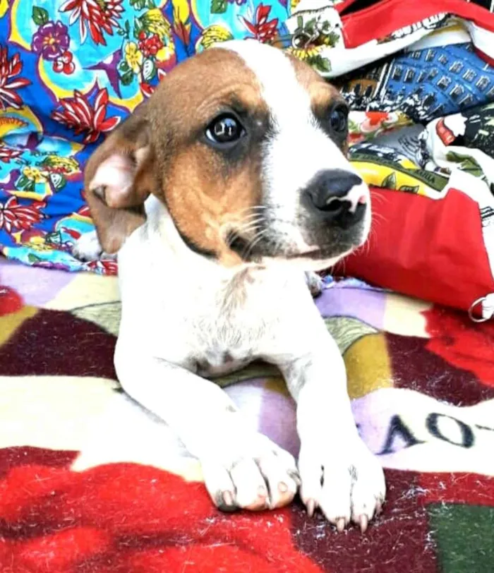 Cachorro ra a  idade 2 a 6 meses nome Filhotes Val