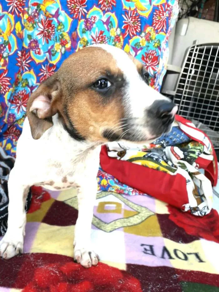 Cachorro ra a  idade 2 a 6 meses nome Filhotes Val