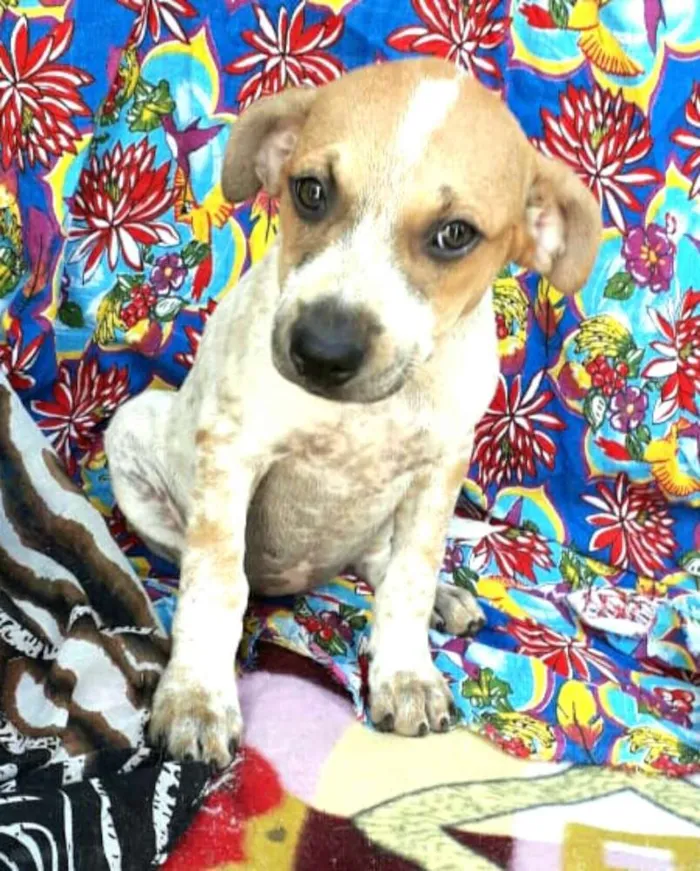 Cachorro ra a  idade 2 a 6 meses nome Filhotes Val