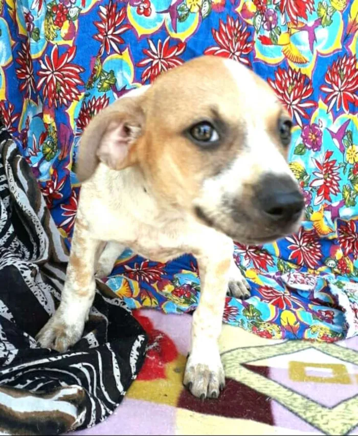 Cachorro ra a  idade 2 a 6 meses nome Filhotes Val
