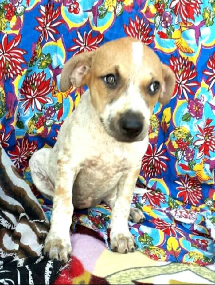 Cachorro ra a  idade 2 a 6 meses nome Filhotes Val