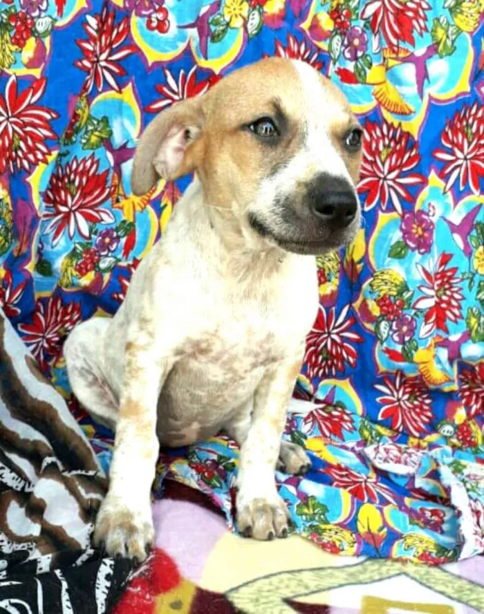 Cachorro ra a  idade 2 a 6 meses nome Filhotes Val
