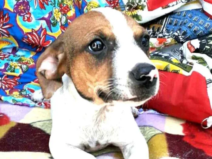 Cachorro ra a  idade 2 a 6 meses nome Filhotes Val