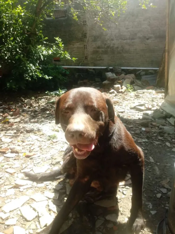 Cachorro ra a Labrador idade 5 anos nome Chocolate